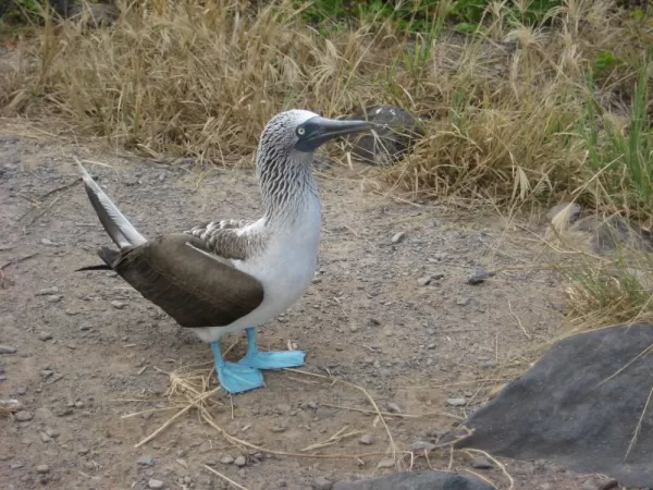 Blue-footed booby on Espanola Island in the Galapagos