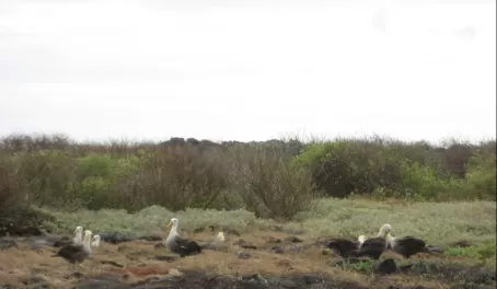 Waved albatross!