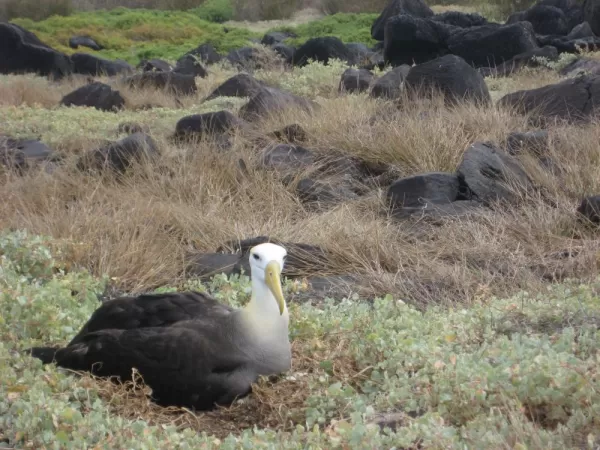 Waved albatross