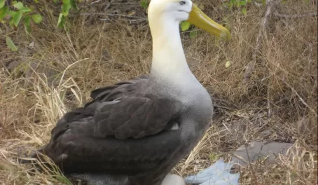 Waved Albatross protecting his egg