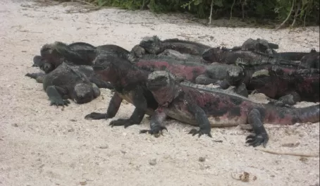 Marine iguana herd lounging on the beach
