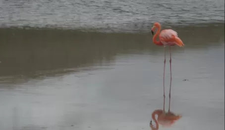 Flamingos at Punta Cormorant, Floreana
