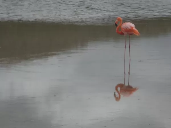 Flamingos at Punta Cormorant, Floreana