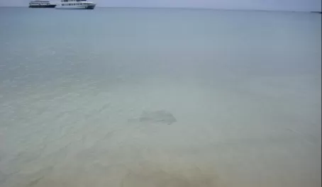 Sting ray at Punta Cormorant, Floreana