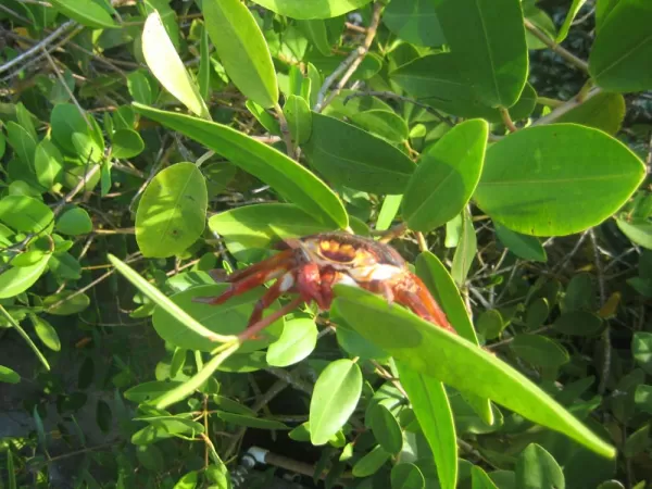 Tree crabs!