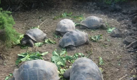 See the Galapagos Tortoise at the Charles Darwin Center, Santa Cruz Island