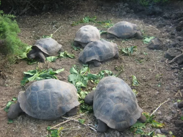 See the Galapagos Tortoise at the Charles Darwin Center, Santa Cruz Island