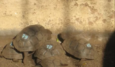 Baby tortoises- some were the size of ping pong balls!