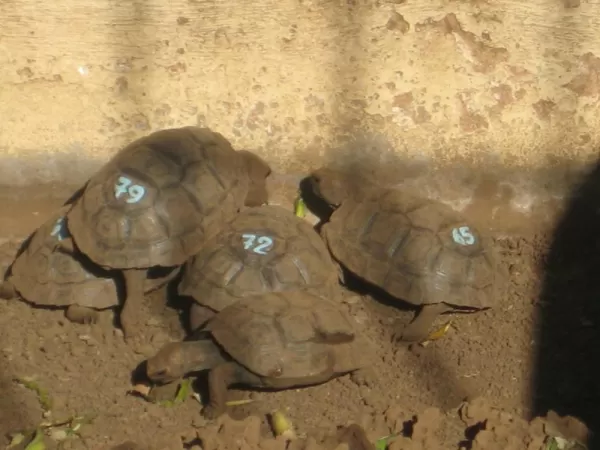 Baby tortoises- some were the size of ping pong balls!