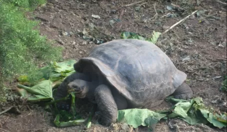 A Gapalagos Tortoise having a snack on Santa Cruz Island in the Galapagos