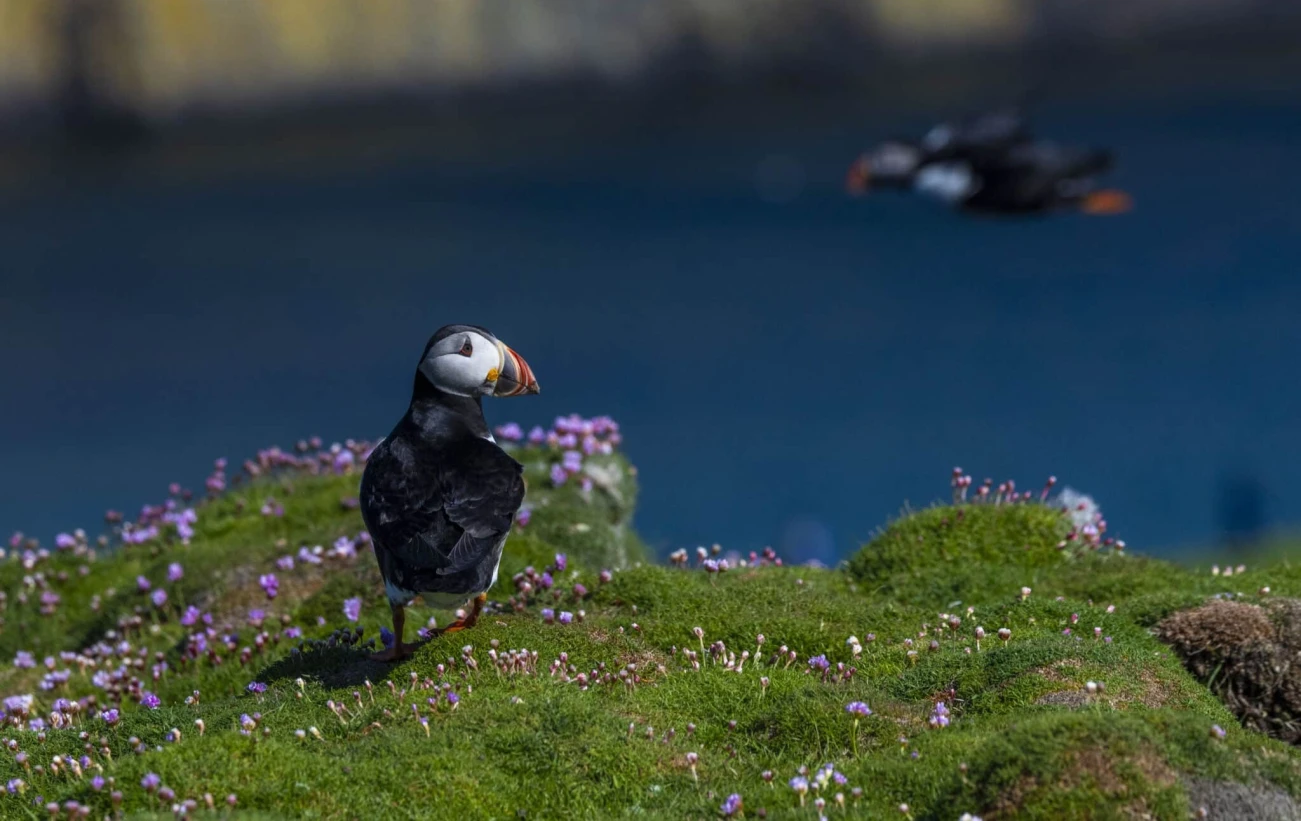 Puffin, Fair Isle, Scotland