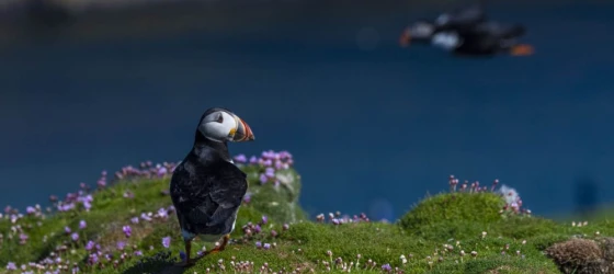 Puffin, Fair Isle, Scotland