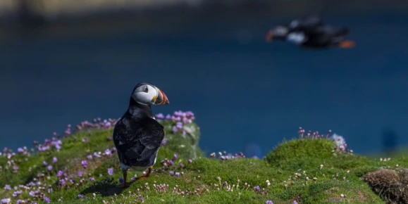 Puffin, Fair Isle, Scotland