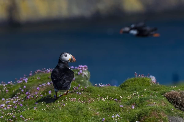 Puffin, Fair Isle, Scotland