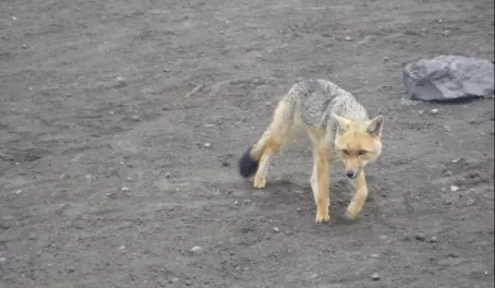 Andean wolf at Cotopaxi Volcano