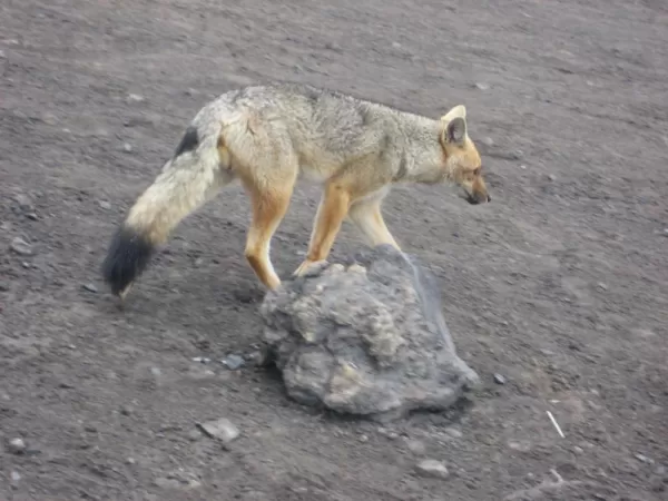 Andean wolf at Cotopaxi Volcano