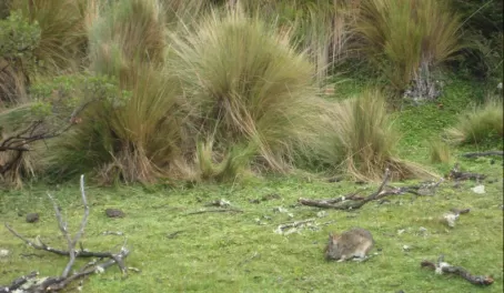 Andean rabbit at Lake Limpiopungo, Cotopaxi National Park