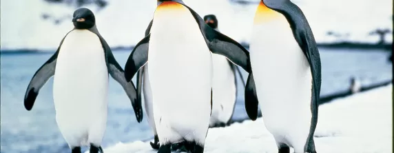 Group of King Penguins