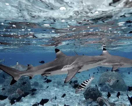 Swimming with sharks