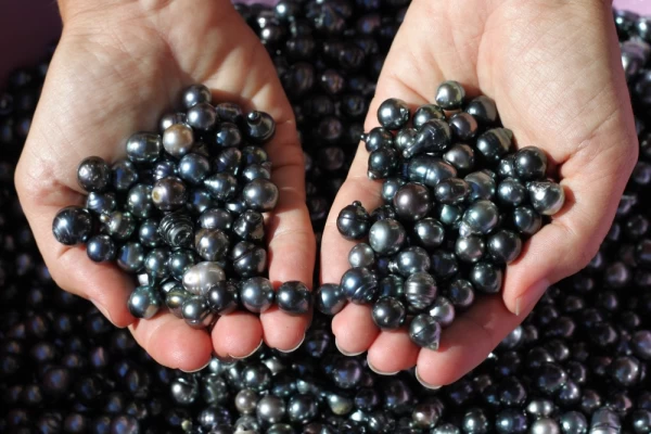 Tahitian black cultured loose pearls in hands