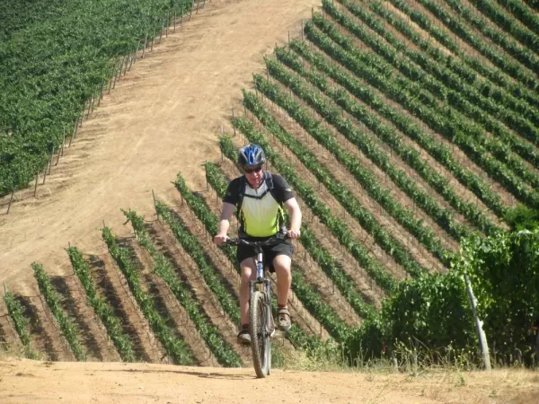 Biking up a hillside vineyard on a Chile tour