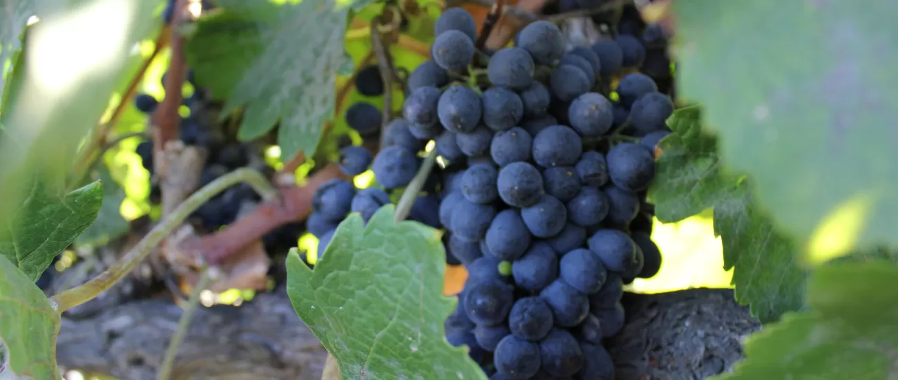 Taste the wines of the Colchagua and Santa Cruz Valleys on a Chile Wine tour