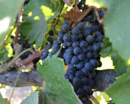 Taste the wines of the Colchagua and Santa Cruz Valleys on a Chile Wine tour