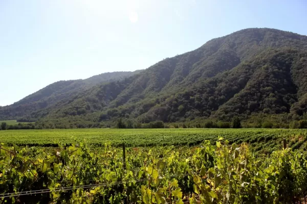 Beautiful vineyards await on a Bike and Wine tour of Chile; 