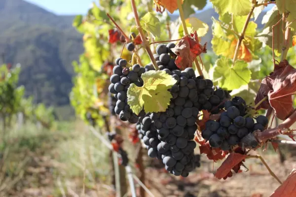 Taste the wines of the Colchagua and Santa Cruz Valleys on a Chile Wine tour