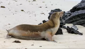 Sea lion in the Galapagos
