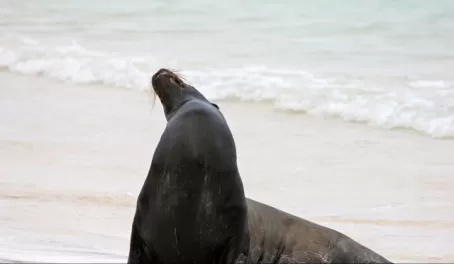 Sea lion in the Galapagos