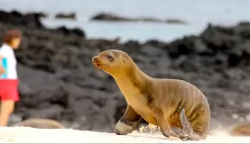 Sea lion in the Galapagos