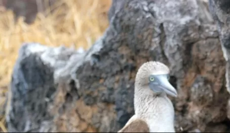 Galapagos wildlife