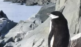 Chinstrap penguins hopping along the rocks