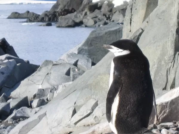 Chinstrap penguins hopping along the rocks
