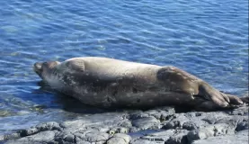 Seal enjoying the sun in Antarctica