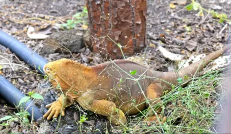 Galapagos wildlife