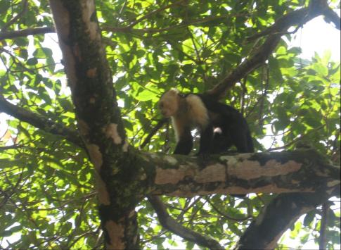 A Capucin Monkey