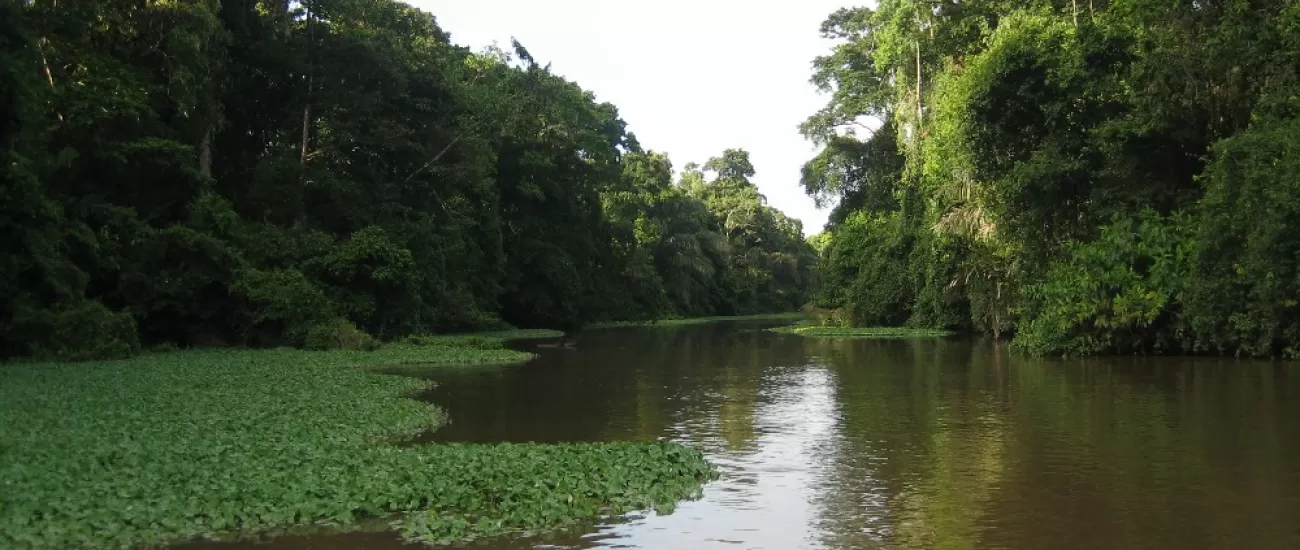 A jungle river in the rainforest