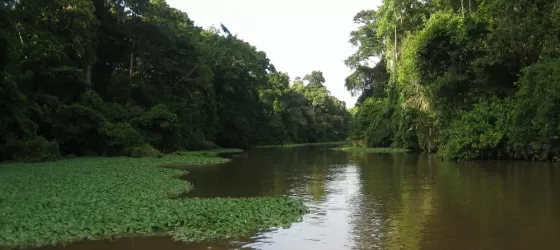 A jungle river in the rainforest