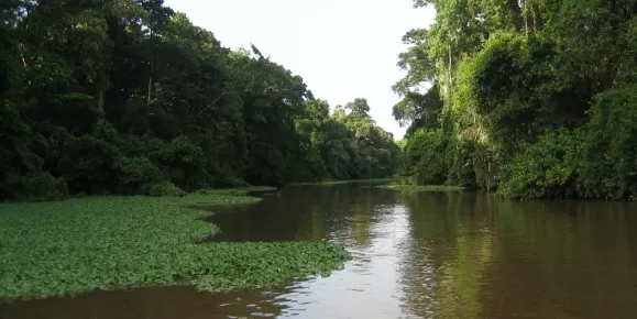 A jungle river in the rainforest