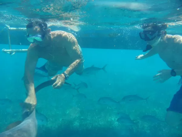 Snorkeling with nurse sharks in Shark Ray Alley