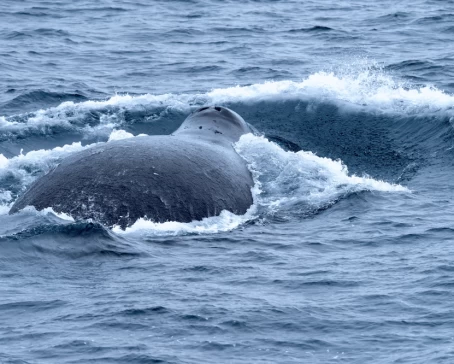 Back of a large bowhead whale on the surface of the Arctic Sea