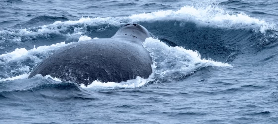 Back of a large bowhead whale on the surface of the Arctic Sea