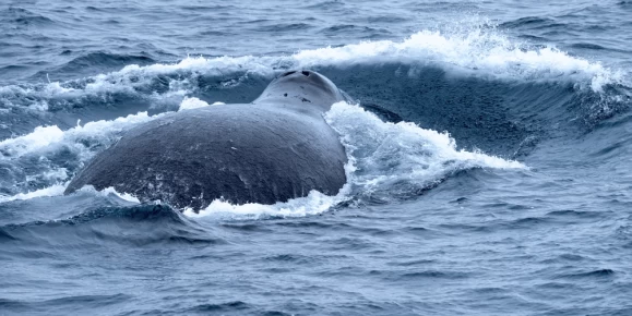 Back of a large bowhead whale on the surface of the Arctic Sea