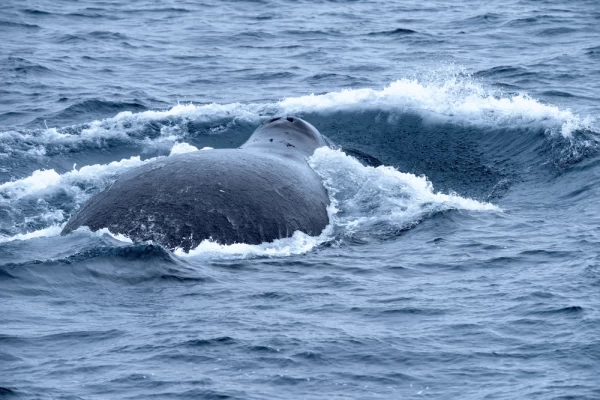 Back of a large bowhead whale on the surface of the Arctic Sea