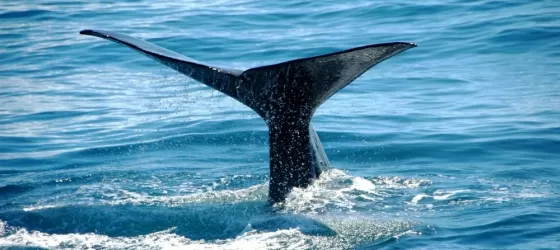 The ultimate marine experience of whale watching