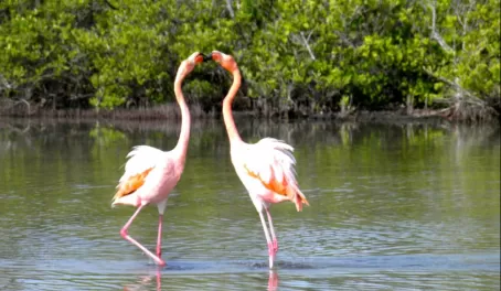 Flamingos doing a dance
