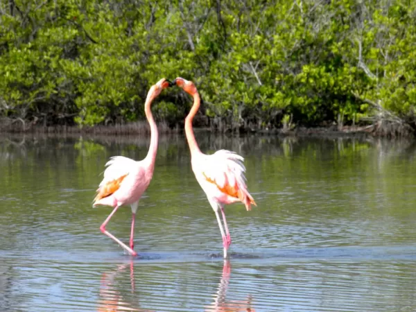 Flamingos doing a dance