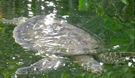 Sea Turtle on panga ride in the mangroves